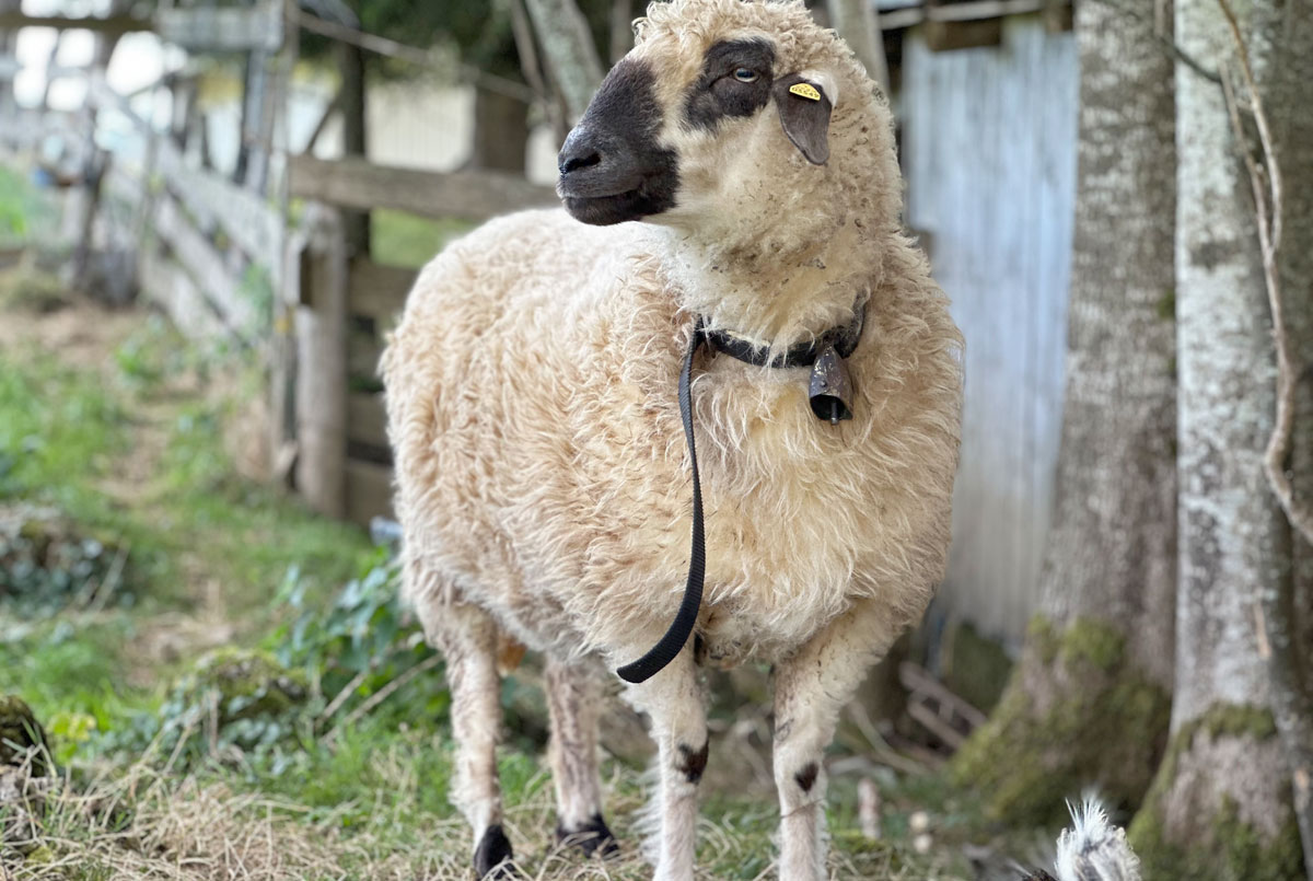 Flauschige Schafe