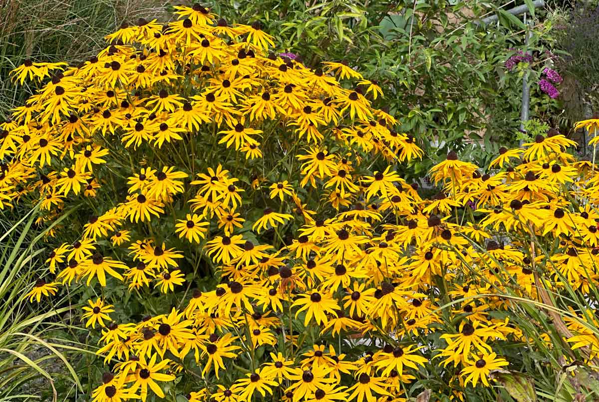 Bunter Garten